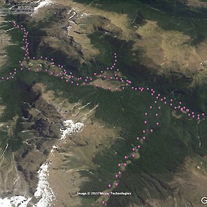 Auckland University Tramping Club alumni have established a trapping line in the upper Iris Burn. Mapping the traps indicates the great coverage achieved and where any gaps might be.