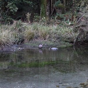 Blue duck, the 'canary in the mine' species for the Valley projects. Since trapping has begun, numbers of blue duck on the rivers are starting to rise.