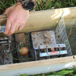 An extensive trapline exists over the project area, using a variety of traps, including the DOC 200's seen here.