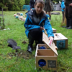 Another goal of the FCT is to reintroduce native birds that were there until the last few decades. Releases of the South Island robin have been undertaken and they are hoping to release kiwi in the future.