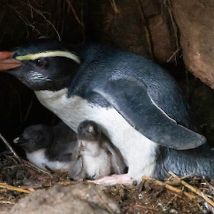 The Cliff Broad Tawaki pest control project is a trapping line along the rocky coastline to the North of Martins Bay to protect Fiordland crested penguins/tawaki during the breeding season.