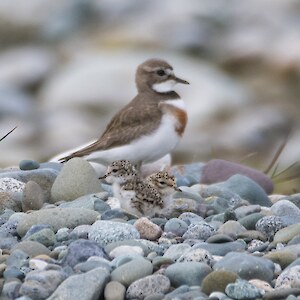 2022 October. Another breeding season underway at the Lower Upukerora. There are more than 15 banded dotterel nests being observed. Credit: Anja Kohler