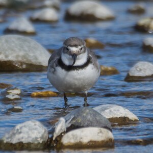 2022 October. A visiting wrybill. Credit: Anja Kohler