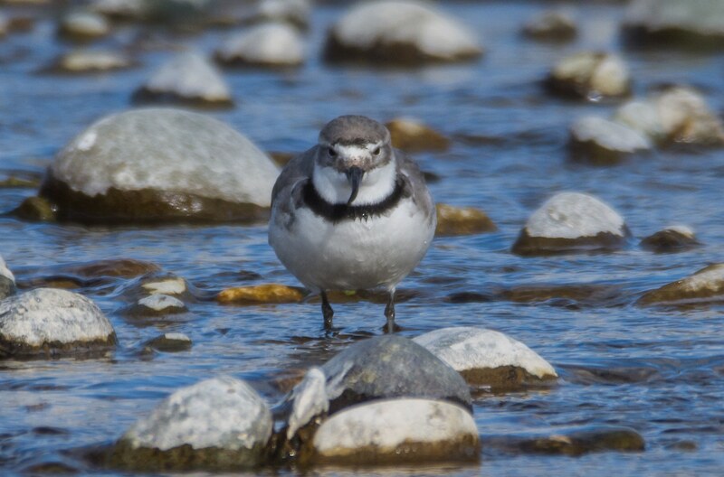 2022 October. A visiting wrybill. Credit: Anja Kohler