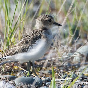 2022, 11th November. A breeding success as this fledgling banded dotterel gets to trying out his wings. Credit: Anja Kohler