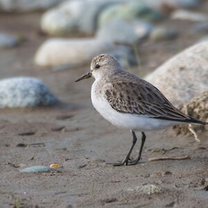 November, 11th November. An unusual visitor - red necked stint. Credit: Anja Kohler