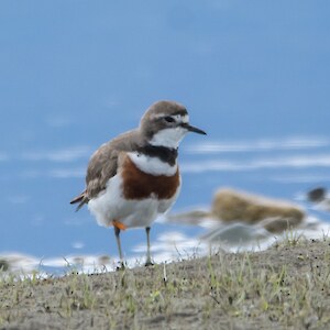 Banded dotterels are endemic to NZ. After breeding season, they migrate to different locations, some fly as far as, and overwinter in, Victoria, Australia. That's where this male banded dotterel was flagged. Credit: Anja Kohler