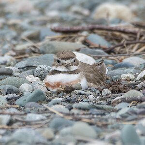 One of the reasons for the hard work going in to protecting this river bed - a banded dotterel female incubating eggs. Credit: Anja Kohler