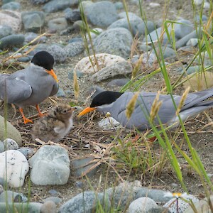 A pair of black fronted terns with chick. Credit: Anja Kohler