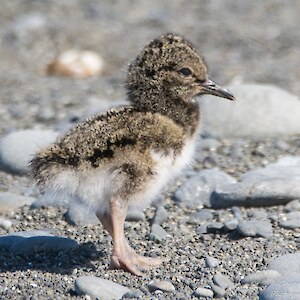 A South Island Pied Oyster Catcher chick, well camouflaged in it's environment. Credit: Anja Kohler