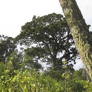 2021 Good natural regeneration since the removal of cattle, deer and possums.