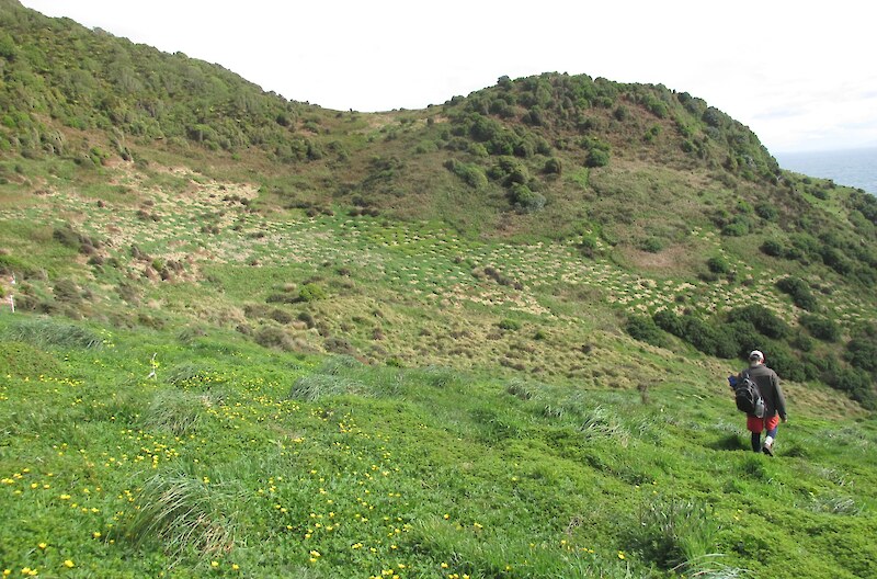 2021 October. Area spot sprayed in preparation for planting.