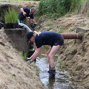 2021 December. Plantings continue further down the Lumsden Creek. Grass competition cleared by physical means, rather than chemical.