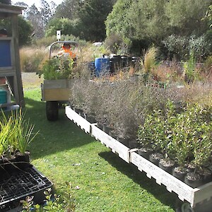 2022 September. Plants being gathered from Linda and Ray's nursery.