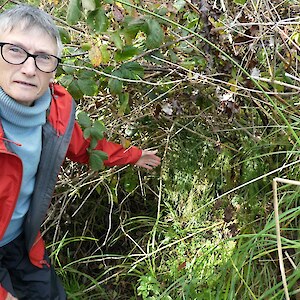 Recently poisoned holly, where there was some concern that the fern, Asplenuim flaccidum, might be harmed, but all well.