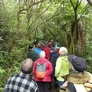 A walk through the Kew Bush track is a very different experience from 2 decades ago when the Invercargill South Lions Club began work on holly control, restoration plantings and animal pest control.