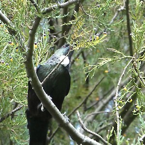 Tuis flew above us in good numbers, enjoying the fruiting kahikatea.