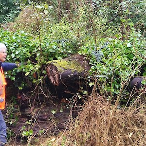 Once this log was cleared of the ivy, it revealed the presence of the leather leaf fern, Pyrrosia serpens.